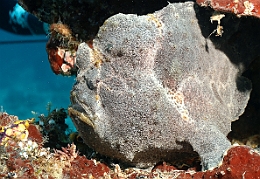 Sipadan_2015_Poisson grenouille_Antennaire geant_Antennarius commerson_IMG_2703_rc